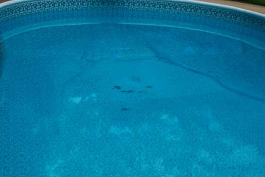 Vinyl Liner Conversion